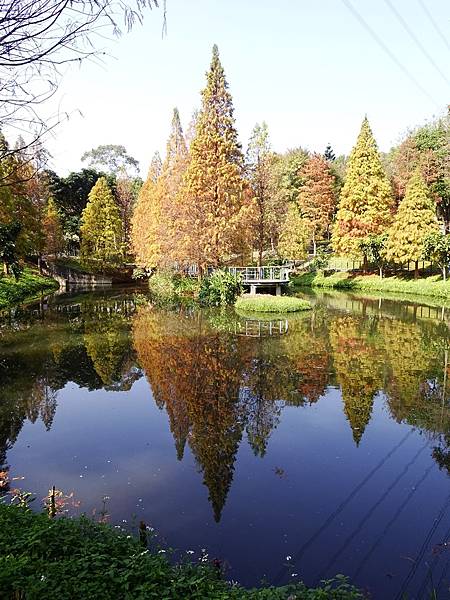 落羽松雙景點連遊:長庚養生文化村.春天農場