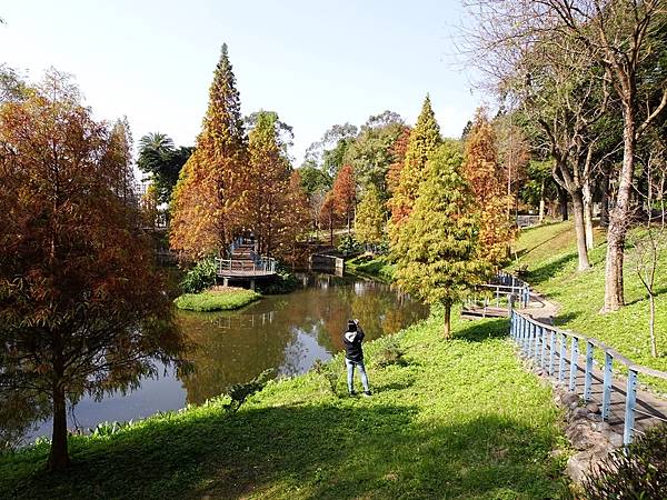 落羽松雙景點連遊:長庚養生文化村.春天農場