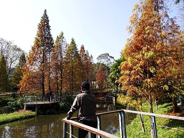 落羽松雙景點連遊:長庚養生文化村.春天農場