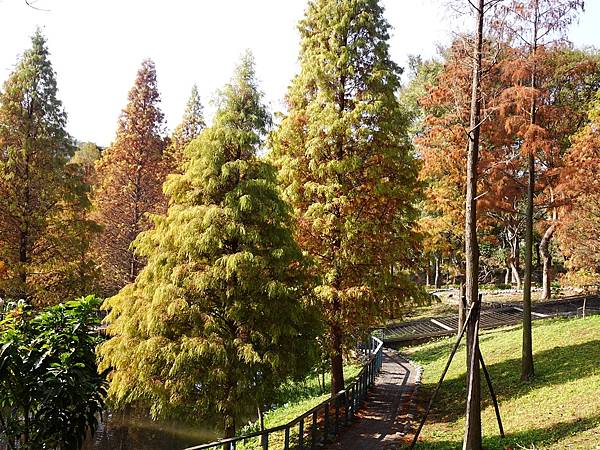 落羽松雙景點連遊:長庚養生文化村.春天農場