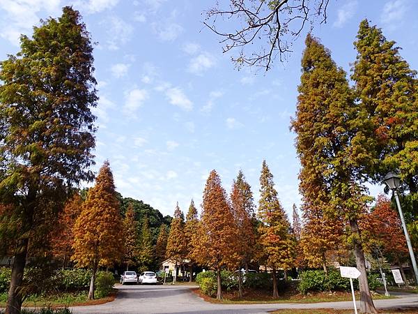 落羽松雙景點連遊:長庚養生文化村.春天農場