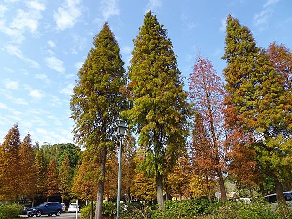 落羽松雙景點連遊:長庚養生文化村.春天農場