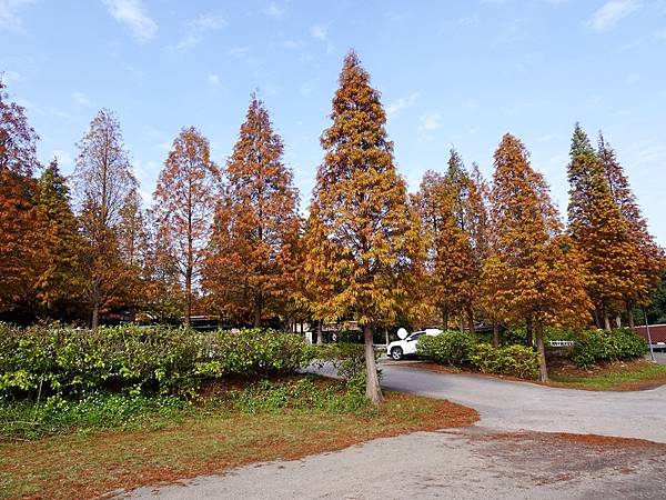 落羽松雙景點連遊:長庚養生文化村.春天農場