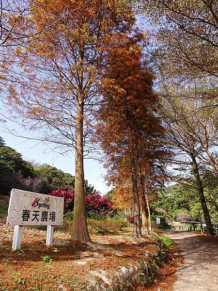 落羽松雙景點連遊:長庚養生文化村.春天農場