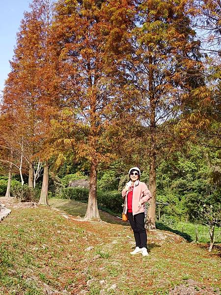 落羽松雙景點連遊:長庚養生文化村.春天農場