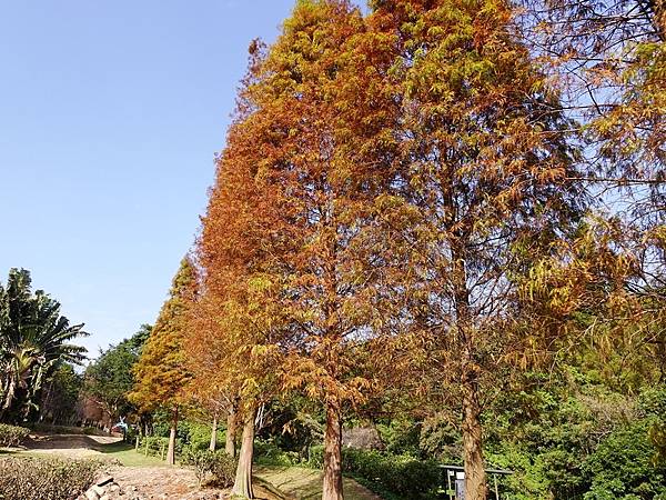 落羽松雙景點連遊:長庚養生文化村.春天農場