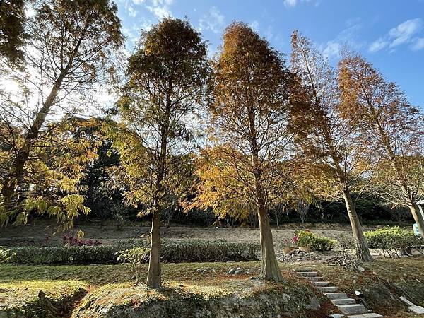 落羽松雙景點連遊:長庚養生文化村.春天農場