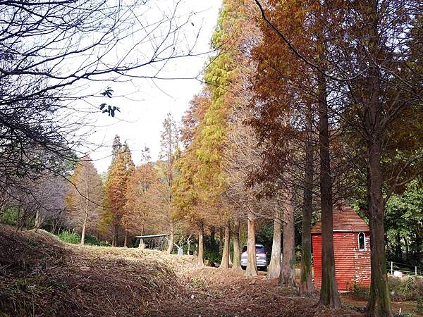 落羽松雙景點連遊:長庚養生文化村.春天農場