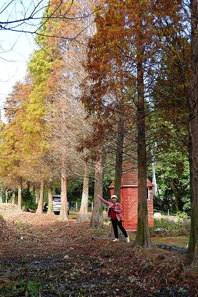 落羽松雙景點連遊:長庚養生文化村.春天農場