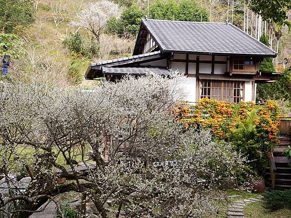 新社梅林親水岸賞梅順遊風林谷.安妮公主花園.白冷圳紀念公園