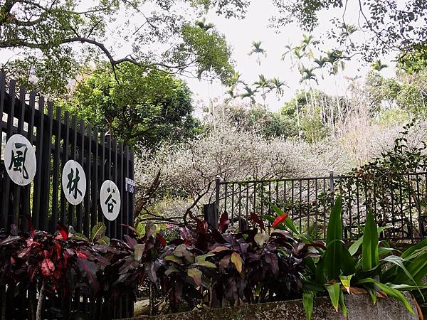 新社梅林親水岸賞梅順遊風林谷.安妮公主花園.白冷圳紀念公園