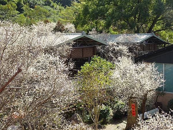 新社梅林親水岸賞梅順遊風林谷.安妮公主花園.白冷圳紀念公園