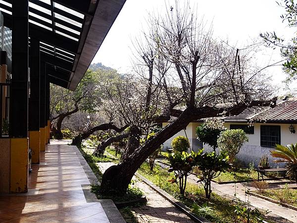 新社梅林親水岸賞梅順遊風林谷.安妮公主花園.白冷圳紀念公園