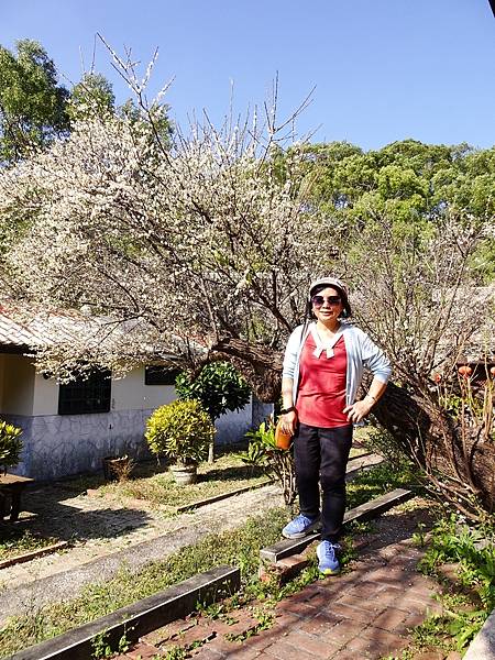 新社梅林親水岸賞梅順遊風林谷.安妮公主花園.白冷圳紀念公園