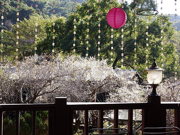 新社梅林親水岸賞梅順遊風林谷.安妮公主花園.白冷圳紀念公園