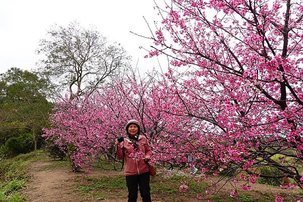 關西坪林國小賞櫻秘境.關西分駐所所長宿舍.關西最美麵館一銀麵