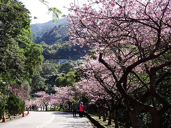 新店賞櫻行:花園新城.屈尺公園.燕子湖.La Villa W