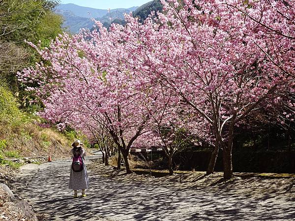 夏蝶冬櫻山谷園地粉櫻嬌嫩耀眼盛開