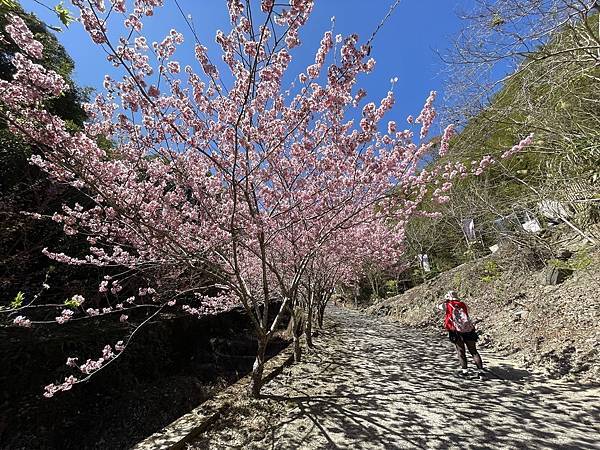 夏蝶冬櫻山谷園地粉櫻嬌嫩耀眼盛開