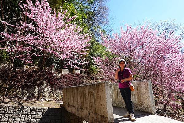 夏蝶冬櫻山谷園地粉櫻嬌嫩耀眼盛開