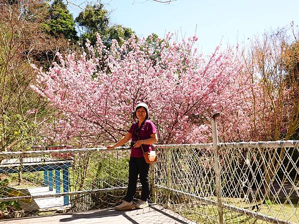 夏蝶冬櫻山谷園地粉櫻嬌嫩耀眼盛開