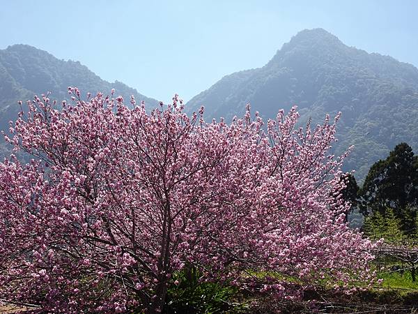 夏蝶冬櫻山谷園地粉櫻嬌嫩耀眼盛開