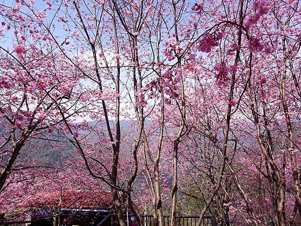 財伯觀光果園賞櫻夢幻美景