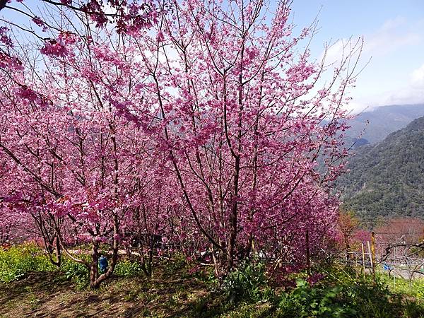 財伯觀光果園賞櫻夢幻美景