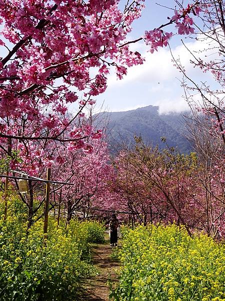 財伯觀光果園賞櫻夢幻美景