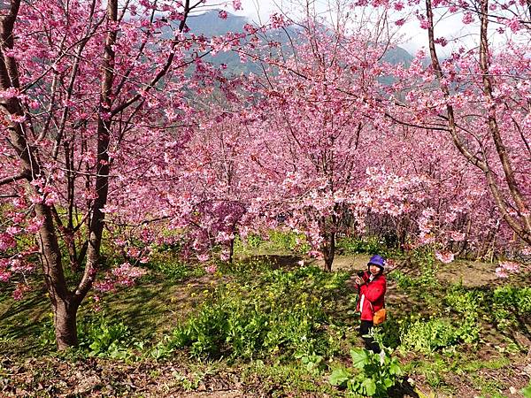 財伯觀光果園賞櫻夢幻美景