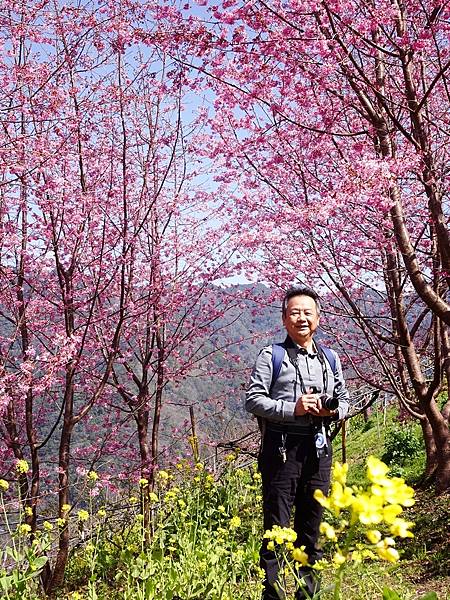 財伯觀光果園賞櫻夢幻美景