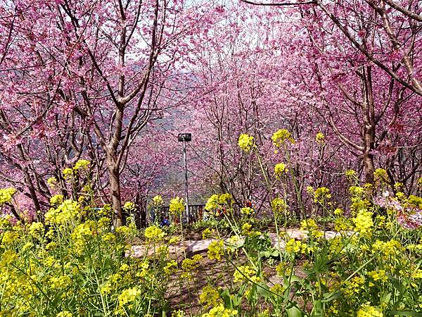 財伯觀光果園賞櫻夢幻美景