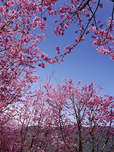 財伯觀光果園賞櫻夢幻美景