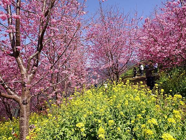 財伯觀光果園賞櫻夢幻美景