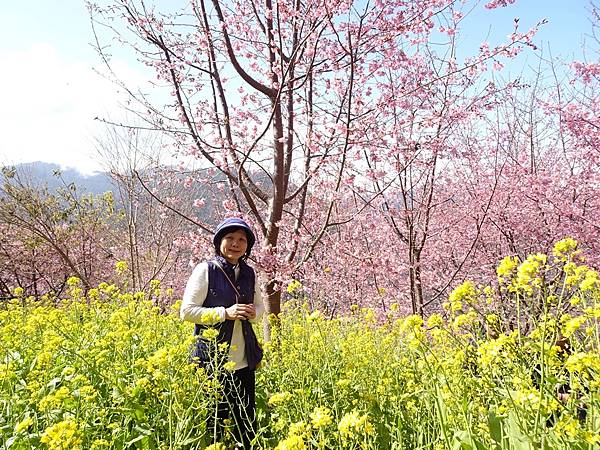 財伯觀光果園賞櫻夢幻美景