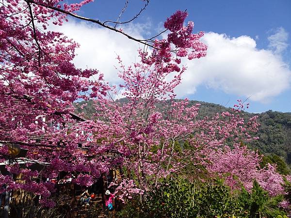 拉拉山楓墅農莊.觀雲農莊粉紅櫻花美景