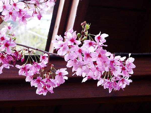 拉拉山楓墅農莊.觀雲農莊粉紅櫻花美景