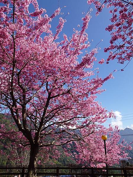 拉拉山楓墅農莊.觀雲農莊粉紅櫻花美景