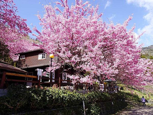 拉拉山楓墅農莊.觀雲農莊粉紅櫻花美景