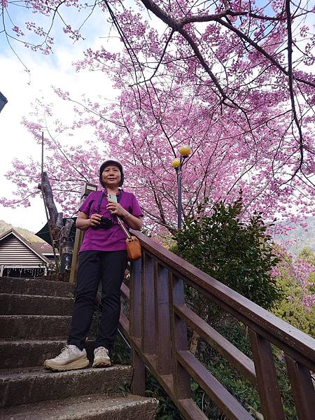 拉拉山楓墅農莊.觀雲農莊粉紅櫻花美景