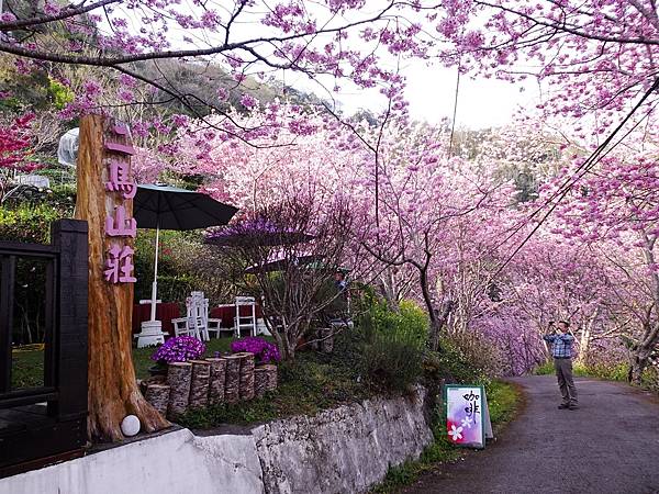 中巴陵櫻木花道.巴陵古道生態園區.巴陵舊橋