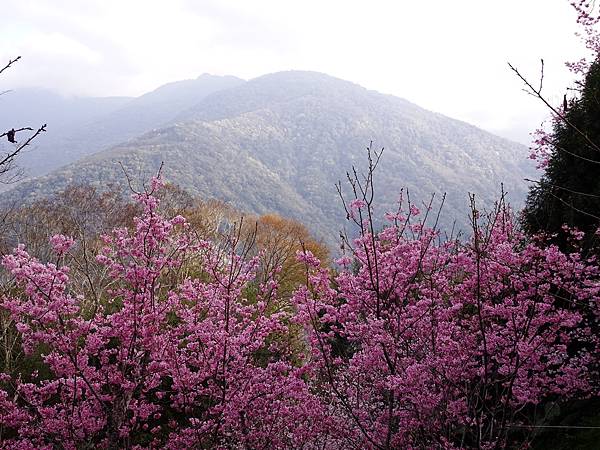 中巴陵櫻木花道.巴陵古道生態園區.巴陵舊橋