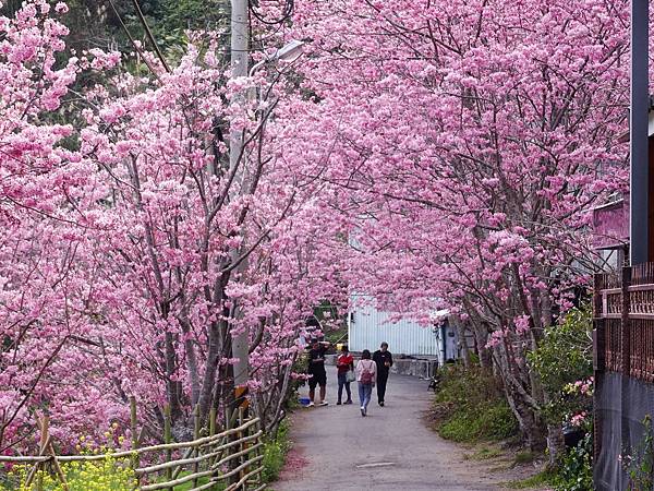 中巴陵櫻木花道.巴陵古道生態園區.巴陵舊橋