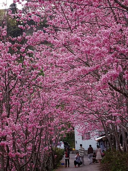 中巴陵櫻木花道.巴陵古道生態園區.巴陵舊橋