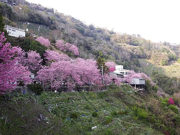 中巴陵櫻木花道.巴陵古道生態園區.巴陵舊橋