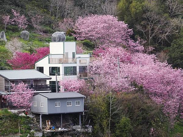 中巴陵櫻木花道.巴陵古道生態園區.巴陵舊橋