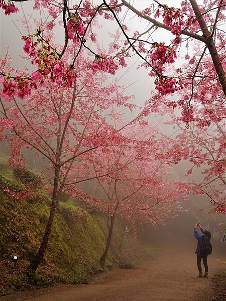 山上人家櫻花季.白蘭部落櫻景