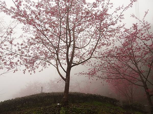 山上人家櫻花季.白蘭部落櫻景