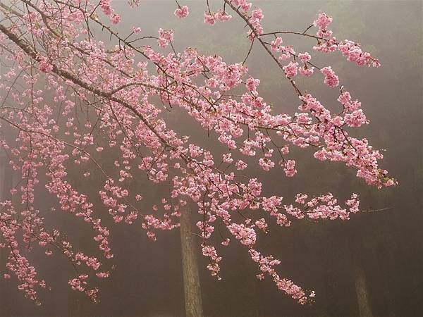 山上人家櫻花季.白蘭部落櫻景