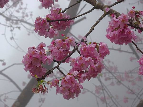 山上人家櫻花季.白蘭部落櫻景